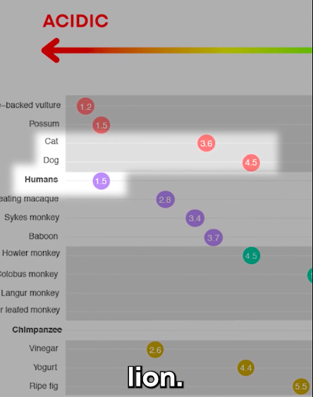 Interesting Video: Humans Eating Meat, Good or Bad? Video